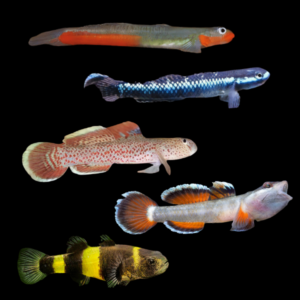 Goby 10 x Assorted Tropical Goby 3cm
