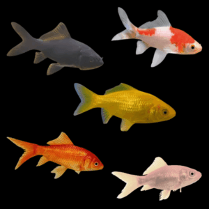Standard Goldfish 10 x Assorted Goldfish Carassius Auratus 10cm