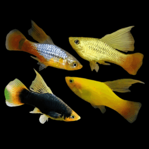 Platy 100 x Assorted Hi Fin Platy Xiphophorus Maculatus 3cm