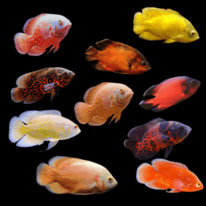 Oscar Assorted 10 x Assorted High Grade Oscar Astronotus Ocellatus 12cm