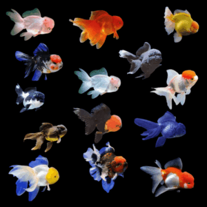 Oranda 10 x Assorted Super Jelly Head Giant Oranda Grade AA Goldfish Carassius Auratus 10cm