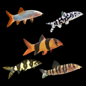 Loach 10 x Assorted Loach 4cm
