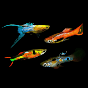 Guppy 100 x Assorted Male Endler Guppy Fish Poecilia Wingei 3cm
