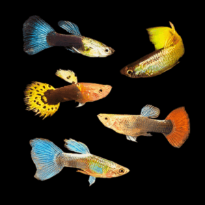 Guppy 100 x Assorted Male Guppy Poecilia Reticulata 3cm
