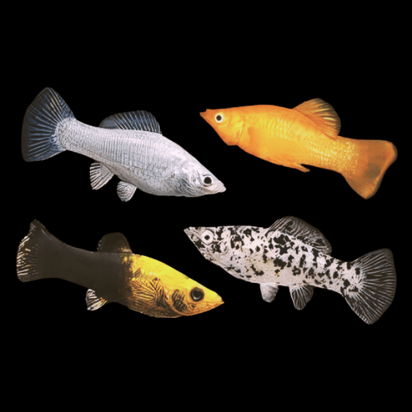 Molly 100 x Assorted Molly Fish Poecilia Sphenops 3cm