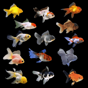 Oranda 10 x Assorted Oranda Goldfish Carassius Auratus 10cm