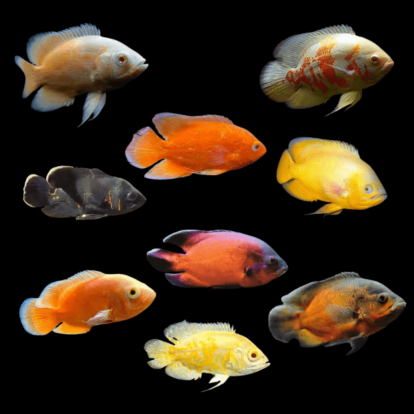 Oscar Assorted 10 x Assorted Oscar Astronotus Ocellatus 4cm