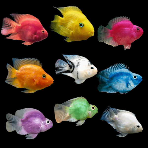 Parrot 12 x Assorted Parrot Fish Hybrid Amphilophus citrinellus × Vieja melanurus 5cm