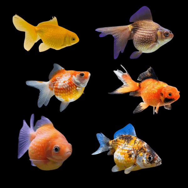 Pearlscale 10 x Assorted Giant Pearlscale Grade AA Goldfish Carassius Auratus 10cm