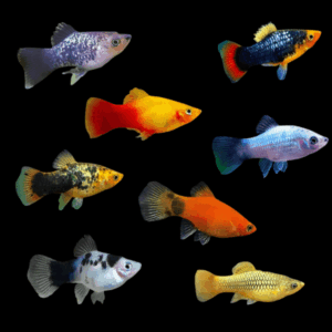 Platy 100 x Assorted Platy Fish Xiphophorus Maculatus 3cm