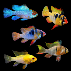 Ram Cichlid 10 x Assorted Ram Mikrogeophagus 3cm