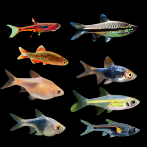 Rasbora 10 x Assorted Rasbora 2cm