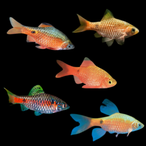 Barb 50 x Assorted Barb Rosy Pethia Conchonius 4cm