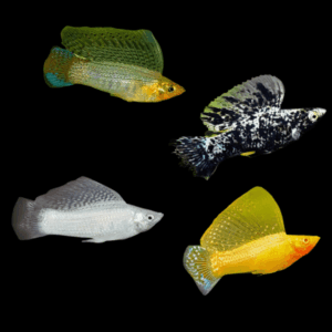 Molly 100 x Assorted Sailfin Molly Fish Poecilia Velifera 3cm