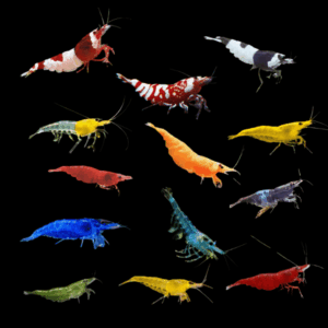 Shrimp 100 x Assorted Cherry Shrimp Neocaridina Davidi 2cm