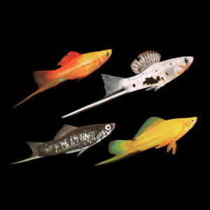 Sword 100 x Assorted Swordtails Fish Xiphophorus Hellerii 3cm