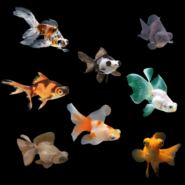 Telescope 10 x Assorted Giant Telescope Butterfly Moor Grade AA Goldfish Carassius Auratus 10cm