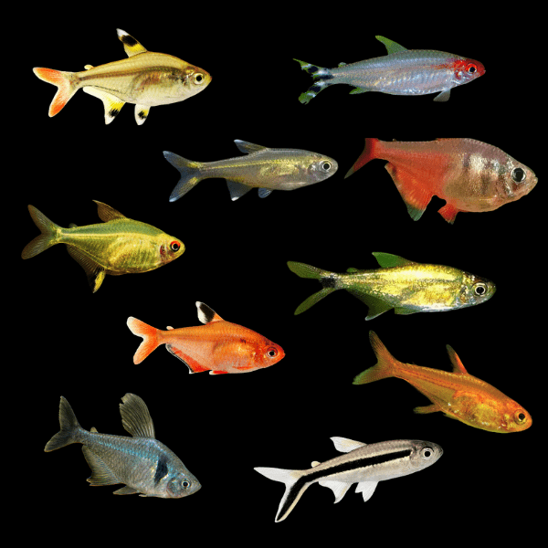 Tetra 100 x Assorted Tetra 2cm
