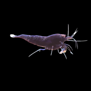 High Grade Shrimp 10 x Black King Kong High Grade Shrimp Caridina Sp 2cm