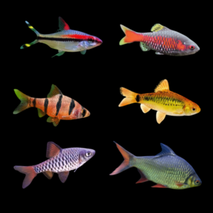 Barb Assorted 10 x Assorted Barbs 4cm