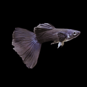 Black Male Guppy Poecilia Reticulata 3cm
