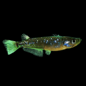 Black Rice Fish Tetra Oryzias Latipes 3cm