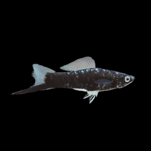 Black Swordtail Xiphophorus Hellerii 3cm