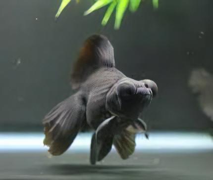 Telescope 10 x Assorted Giant Telescope Butterfly Moor Grade AA Goldfish Carassius Auratus 10cm - Image 3