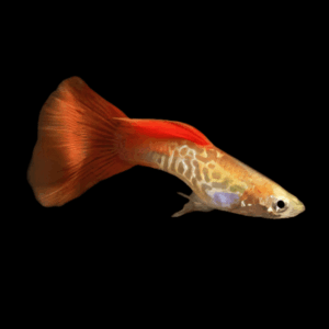 Blonde Male Guppy Poecilia Reticulata 3cm