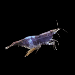 Blue Carbon Shrimp Neocaridina 2cm