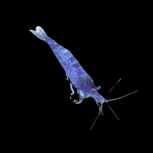 Blue Cherry Shrimp Neocaridina Davidi 2cm