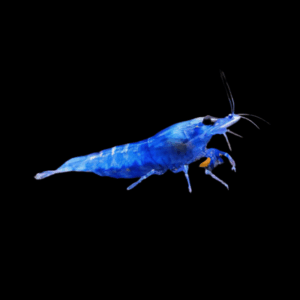 Shrimp 30 x Blue Diamond Shrimp Neocaridina 2cm