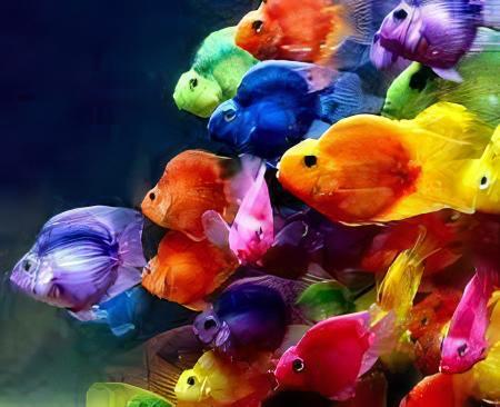 Parrot 12 x Assorted Parrot Fish Hybrid Amphilophus citrinellus × Vieja melanurus 5cm - Image 10