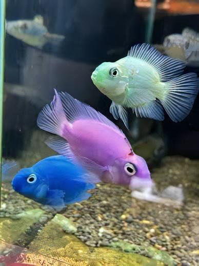 Parrot 12 x Assorted Parrot Fish Hybrid Amphilophus citrinellus × Vieja melanurus 5cm - Image 13
