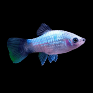 Blue Platy Xiphophorus Maculatus 3cm