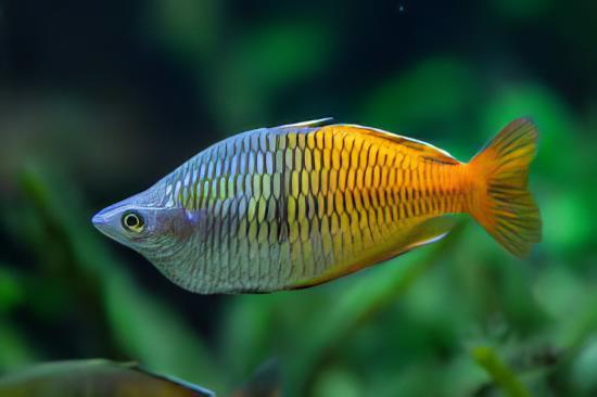 Rainbow 30 x Rainbow Fish Boesmani Melanotaenia Boesemani 5cm - Image 3