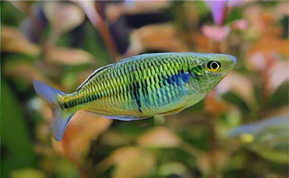 Rainbow 30 x Rainbow Fish Boesmani Melanotaenia Boesemani 5cm - Image 7