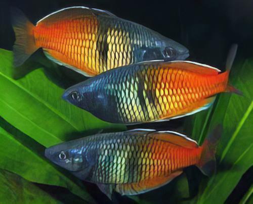 Rainbow 30 x Rainbow Fish Boesmani Melanotaenia Boesemani 5cm - Image 6