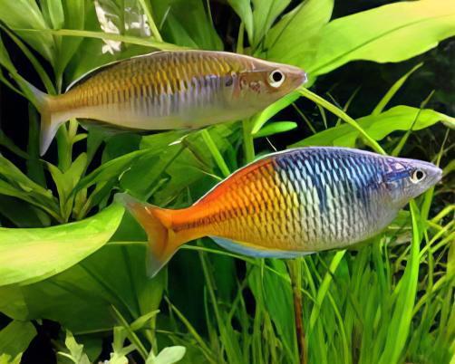 Rainbow 30 x Rainbow Fish Boesmani Melanotaenia Boesemani 5cm - Image 5