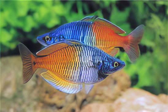 Rainbow 30 x Rainbow Fish Boesmani Melanotaenia Boesemani 5cm - Image 4