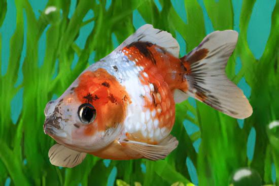 Pearlscale 10 x Assorted Giant Pearlscale Grade AA Goldfish Carassius Auratus 10cm - Image 7
