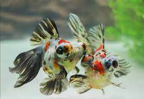 Telescope 10 x Assorted Giant Telescope Butterfly Moor Grade AA Goldfish Carassius Auratus 10cm - Image 2