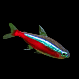 Tetra 50 x Cardinal Tetra Paracheirodon Axelrodi 2cm