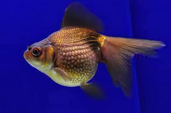 Pearlscale 10 x Assorted Giant Pearlscale Grade AA Goldfish Carassius Auratus 10cm - Image 6