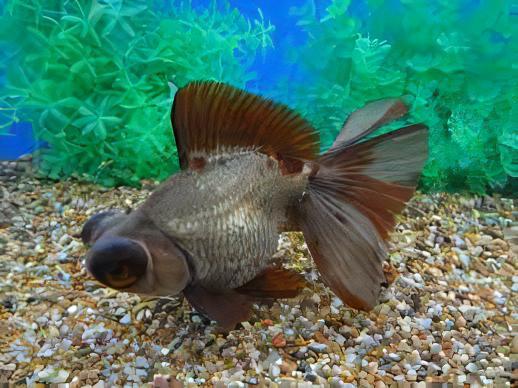 Telescope 10 x Assorted Giant Telescope Butterfly Moor Grade AA Goldfish Carassius Auratus 10cm - Image 9