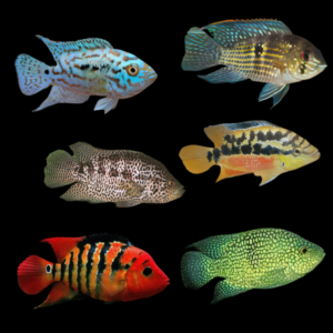 American Cichlids 10 x Assorted Cichlasoma 10cm