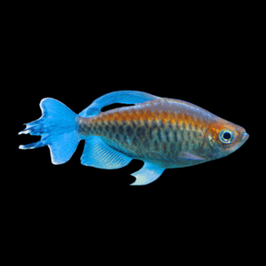 Tetra African 10 x Congo Tetra Phenacogrammus Interruptus 4cm