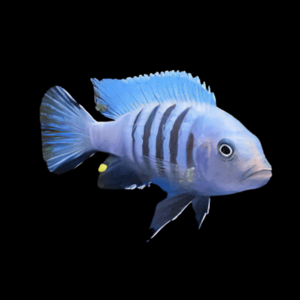 Pseudotropheus Cynotilapia Kingsizei Malawi African Cichlid