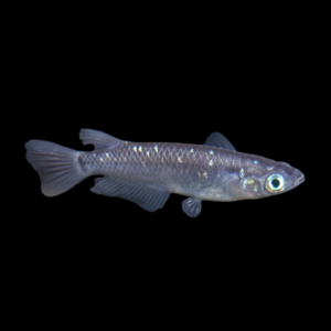 Dalmation Rice Fish Oryzias Latipes - 3cm