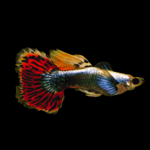 Elephant Ear Male Guppy Poecilia Reticulata 3cm